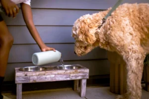 acqua migliore animali domestici