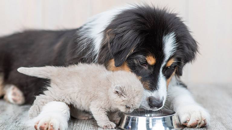 acqua migliore per animali domestici